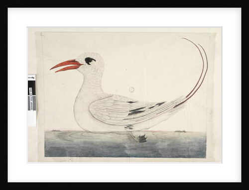 Page 100. Phaeton Red, Tailed Tropicbird Phaethon rubricauda, 1791-92 by Unknown artist