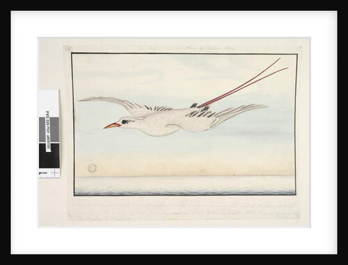 The Tropic Bird of Alma do Comtre, Mastre by Unknown artist