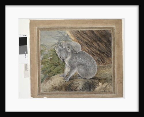 Koala and young, 1803, by John William Lewin