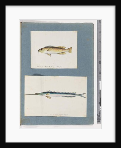 Page 1. Unidentified fish. 2. Unidentified fish by Unknown artist