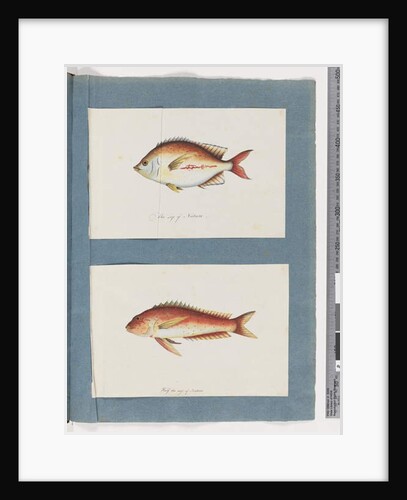 Page 3. Unidentified fish 4. Unidentified fish by Unknown artist