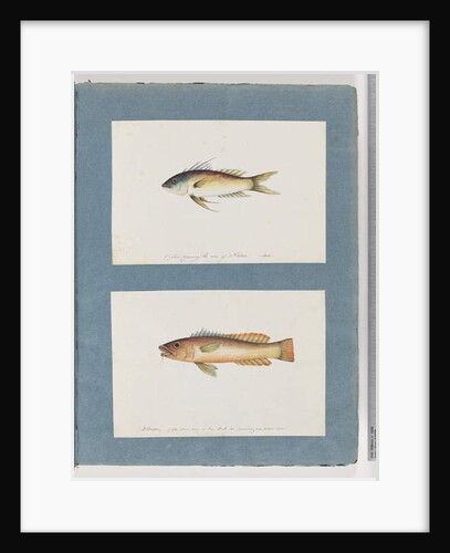 Page 5. Unidentified fish 6. Unidentified fish by Unknown artist