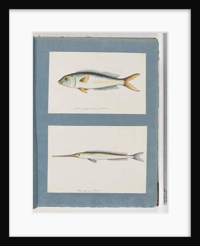 Page 9. Unidentified fish. 10. Unidentified fish by Unknown artist