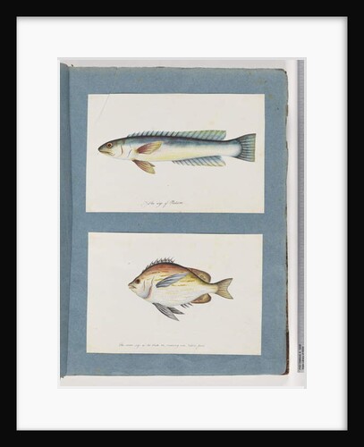 Page 11. Unidentified fish. 12. Unidentified fish by Unknown artist