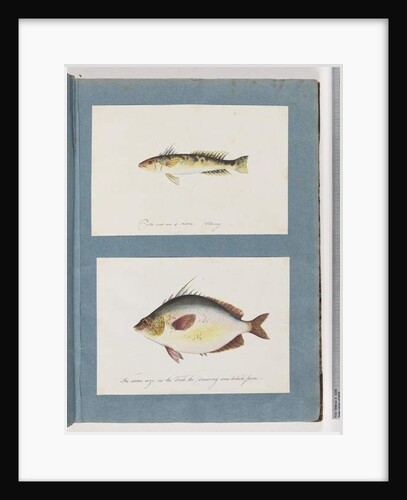 Page 13. Unidentified fish. 14. Unidentified fish by Unknown artist