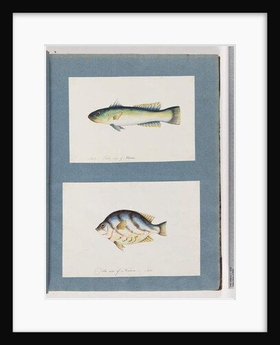 Page 15. Unidentified fish 16. Unidentified fish by Unknown artist