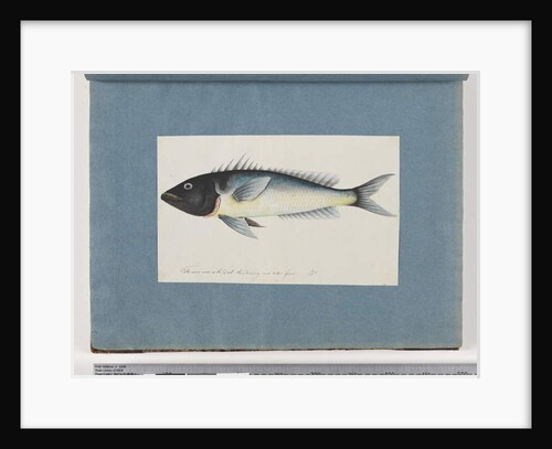 Page 17. Unidentified fish by Unknown artist