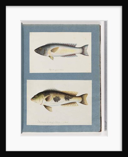 Page 18. Unidentified fish.19. Unidentified fish by Unknown artist