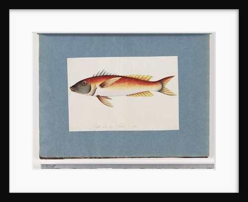 Page 20. Unidentified fish by Unknown artist