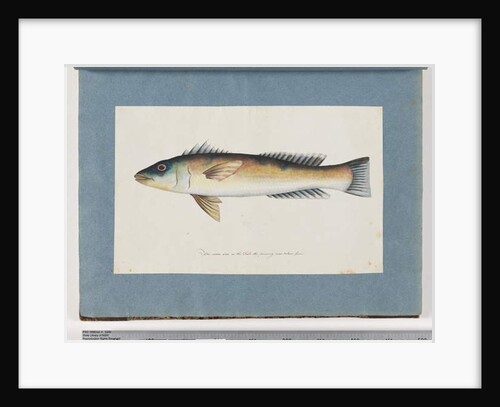 Page 21. Unidentified fish by Unknown artist