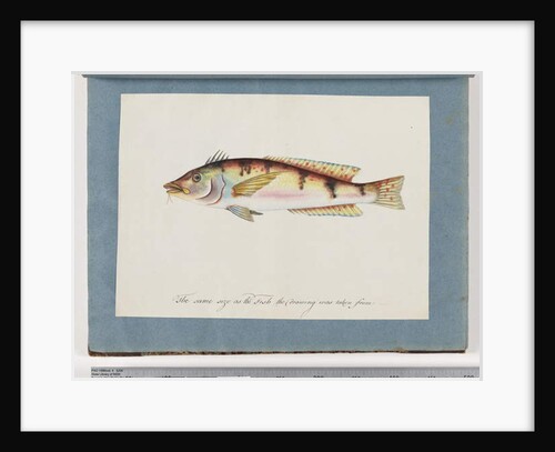 Page 22. Unidentified fish by Unknown artist