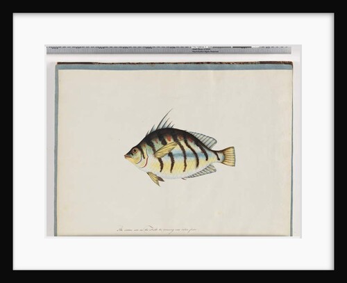 Page 23. Unidentified fish by Unknown artist