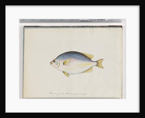 Page 24. Unidentified fish by Unknown artist