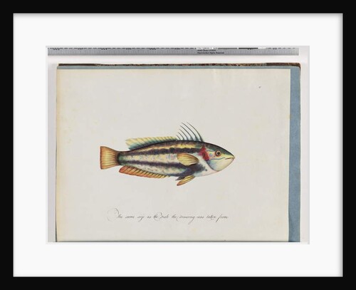 Page 25. Unidentified fish by Unknown artist