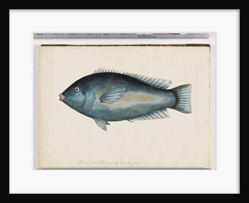 Page 26. Unidentified fish by Unknown artist