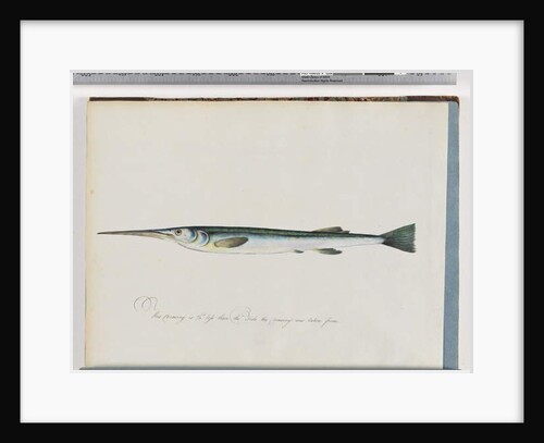 Page 27. Unidentified fish by Unknown artist