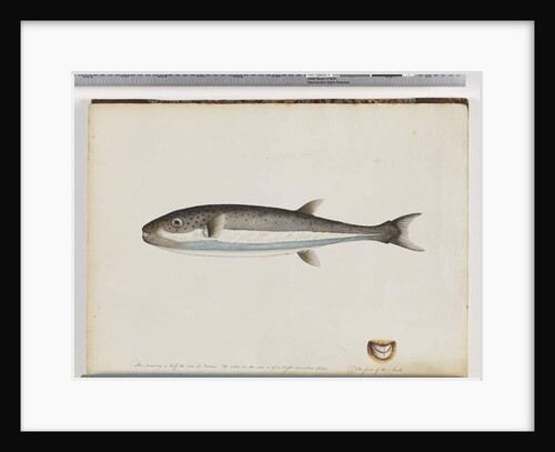 Page 28. Unidentified fish by Unknown artist