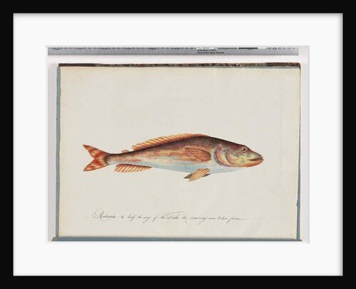 Page 29. Unidentified fish by Unknown artist