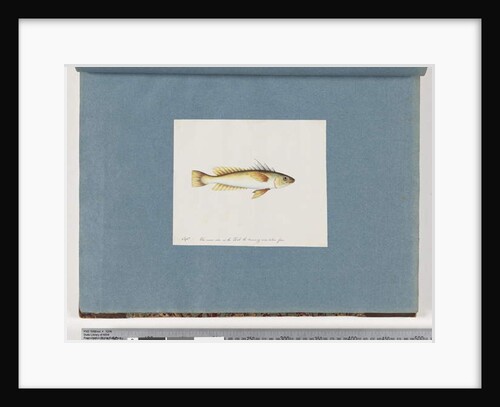 Page 30. Unidentified fish by Unknown artist