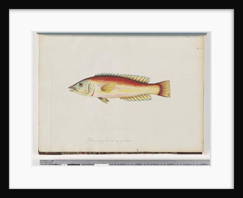 Page 31. Unidentified fish by Unknown artist