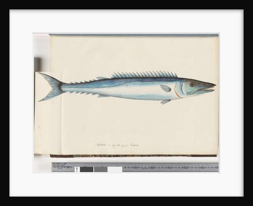 Page 32. Barracouta by Unknown artist