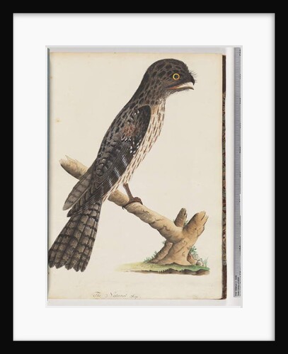 Page 33. Tawny Frogmouth. Gracile Goatsucker by Unknown artist