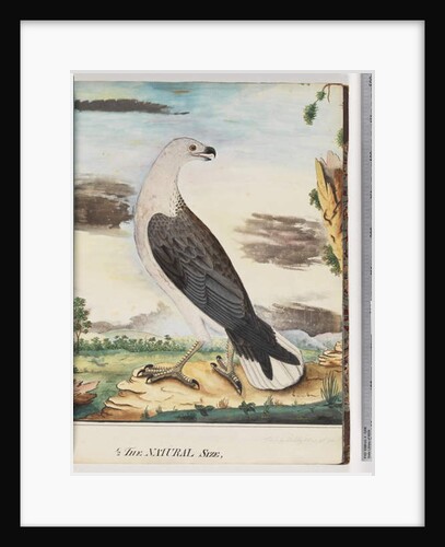 Page 34. White-breasted Sea Eagle Allied to the Axillary Falcon by Unknown artist