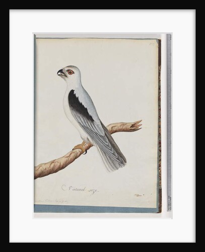 Page 35. Black-shouldered Kite. Axillary Falcon by Unknown artist