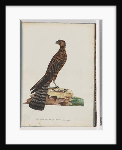 Page 36. Red Goshawk. Radiated Falcon by Unknown artist