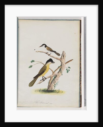 Page 37. 1. Unidentified bird. Agile Honeyeater. Black-Headed Creeper. 2. Unidentified bird. Lanius flavigaster. Yellow-bellied Shrike by Unknown artist