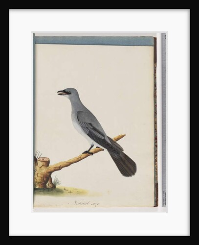 Page 38. Unidentified bird, Probably a large lanius by Unknown artist