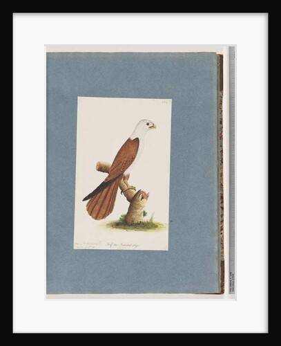 Page 39. Red-backed Sea eagle. Variety of Pondicherry Eagle by Unknown artist