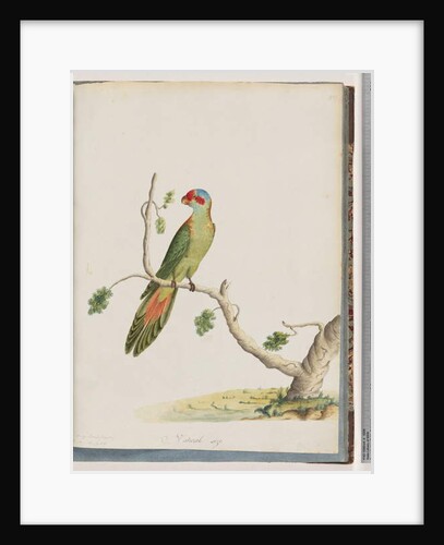 Page 41. Musk Lorikeet by Unknown artist
