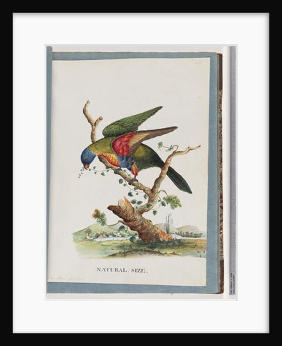 Page 40. Rainbow Lorikeet. Ps. Haematodus. Red-breasted or Blue-bellied Parrot by Unknown artist