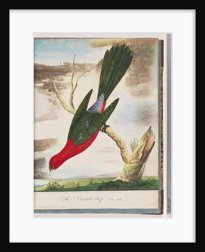 Page 42. King Parrot. Scarlet & Green by Unknown artist