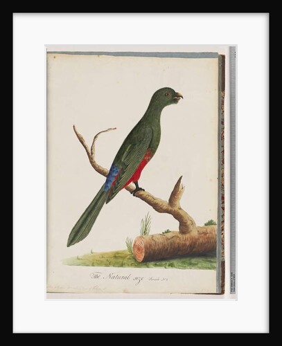 Page 43. King Parrot. Scarlet & Green by Unknown artist