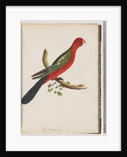 Page 44. King Parrot by Unknown artist