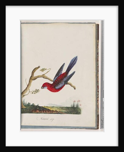 Page 45. Crimson Rosella. Pennantian Parrot by Unknown artist