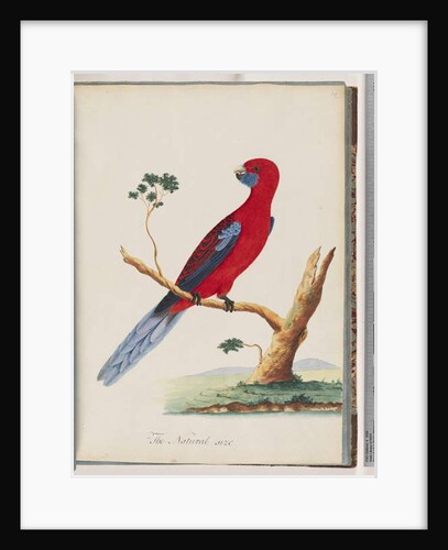 Page 46. Crimson Rosella. Pennantian Parrot by Unknown artist