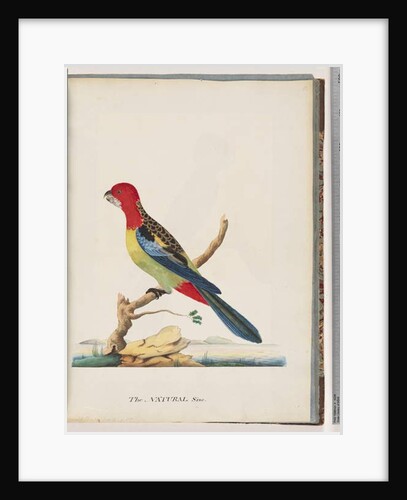 Page 47. Eastern Rosella. Non pareil Parrot by Unknown artist