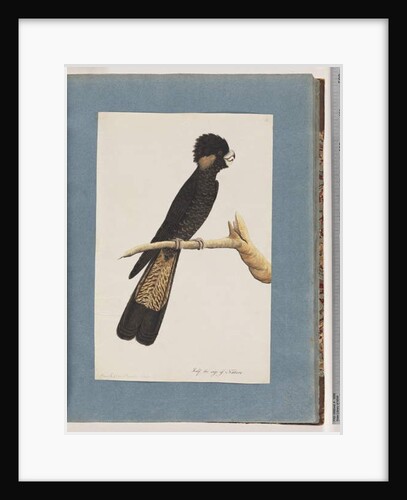 Page 48. Yellow-tailed Black Cockatoo. Banksian Parrot by Unknown artist