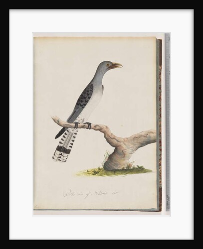Page 49. Unidentified bird. Scythrops by Unknown artist