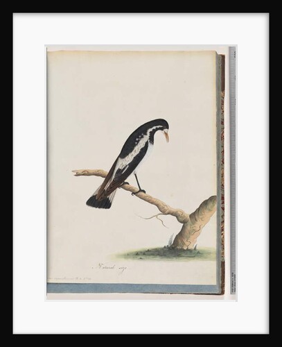 Page 50. Magpie-lark. Corvus cyanoleucos by Unknown artist
