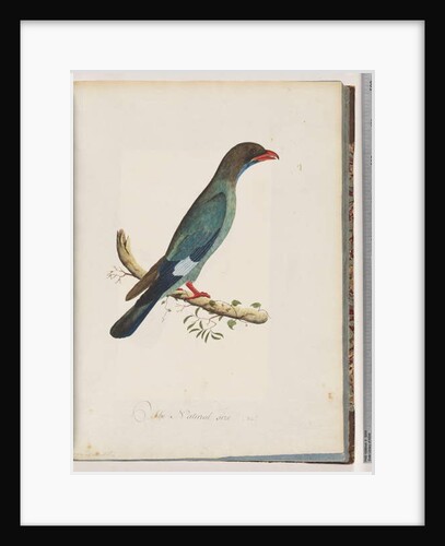 Page 51 Dollarbird. Coracius orientalis by Unknown artist