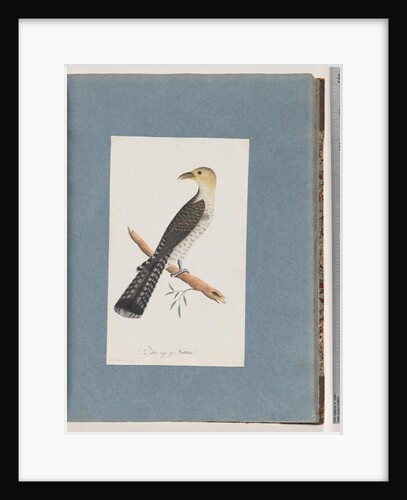 Page 52. Pallid Cuckoo by Unknown artist