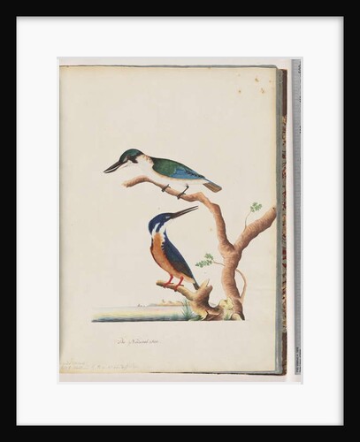 Page 53. 1. Sacred Kingfisher. Alcedo sacre 2. Azure Kingfisher. 2, 3 toed N. Holland Kingfisher by Unknown artist