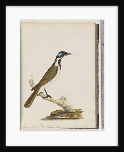 Page 54. Blue, faced Honeyeater. Merops cyanoris. Blue-cheeked Thrush by Unknown artist