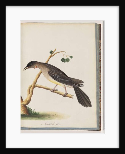 Page 55. Red Wattlebird. Merops carunculatus by Unknown artist