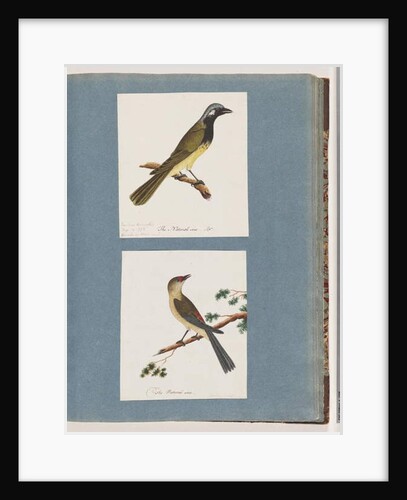 Page 56. Unidentified bird. Turdus leucotis. 57. Red-browed Finch. Turdus new by Unknown artist