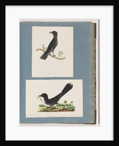 Page 58. Unidentified bird. Turdus. 59. Unidentified bird. Turdus by Unknown artist